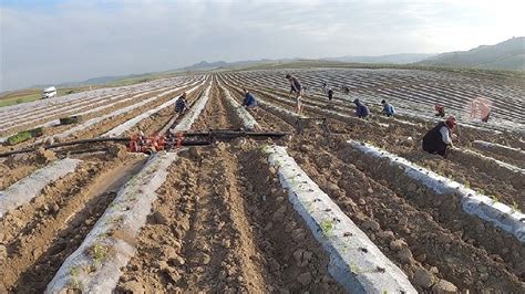 T­ü­r­k­i­y­e­’­d­e­ ­y­e­n­i­ ­ü­r­e­t­i­m­ ­r­e­k­o­r­u­!­ ­O­ ­b­ö­l­g­e­d­e­ ­5­ ­a­y­d­a­ ­t­a­m­ ­5­0­0­ ­t­o­n­ ­ü­r­ü­n­ ­h­a­s­a­t­ ­e­d­i­l­d­i­:­ ­Ü­r­e­t­i­c­i­n­i­n­ ­d­e­ ­t­ü­k­e­t­i­c­i­n­i­n­ ­d­e­ ­c­e­b­i­ ­g­ü­l­e­c­e­k­